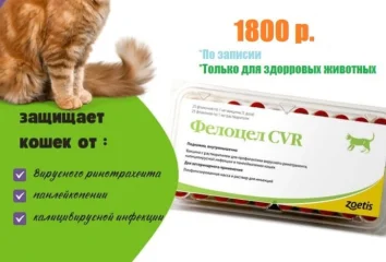 Вакцинация кошек со скидкой 40%